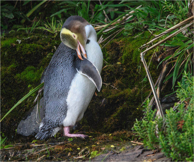 'Yellow Eyed Penguin'. Curio Bay, The Catlins