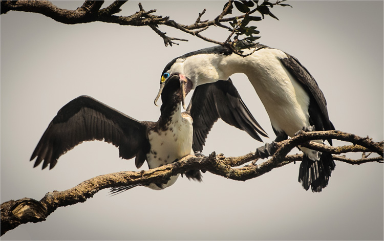 'Feeding Shags'. Mount Maunganui