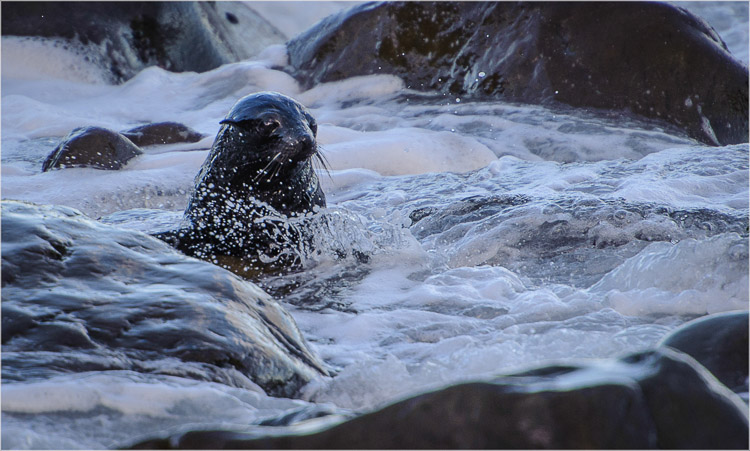 Baby Seals coming ashore at the 'Creche' at Ohau Ptoint, Kaikoura