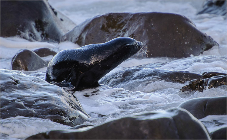 Baby Seals coming ashore at the 'Creche' at Ohau Ptoint, Kaikoura -2