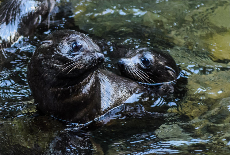 Baby Seals at Seal Creche, Kaikoura