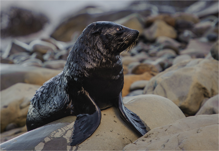 Baby Seals at Seal Creche, Kaikoura