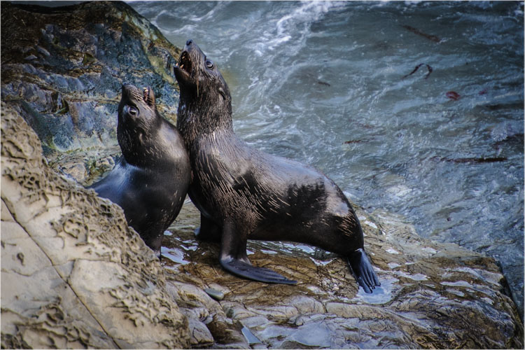 Seals at Ohau Pt. SealColony-2
