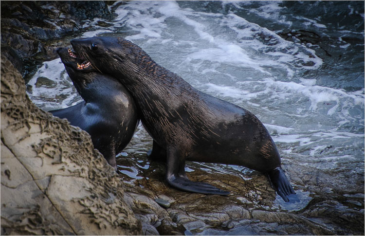 Seals at Ohau Pt. Seal Colony-1