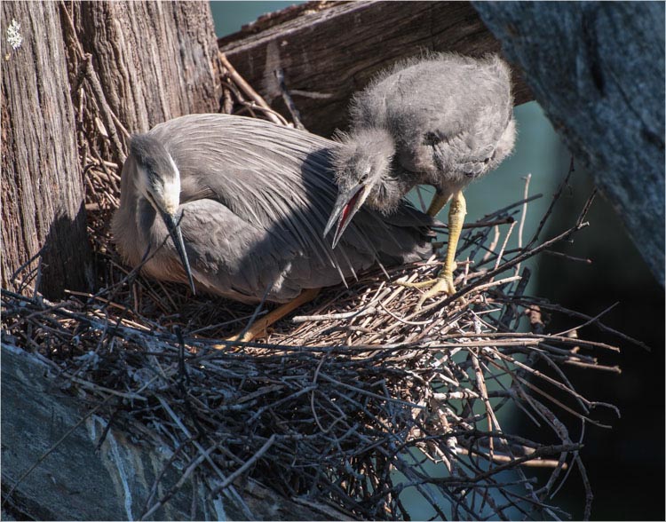 White Faced Heron-1. Hairini Bridge, Tauranga