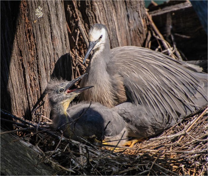 White Faced Heron-2. Hairini Bridge, Tauranga