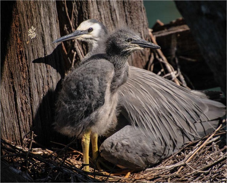 White Faced Heron-3. Hairini Bridge, Tauranga