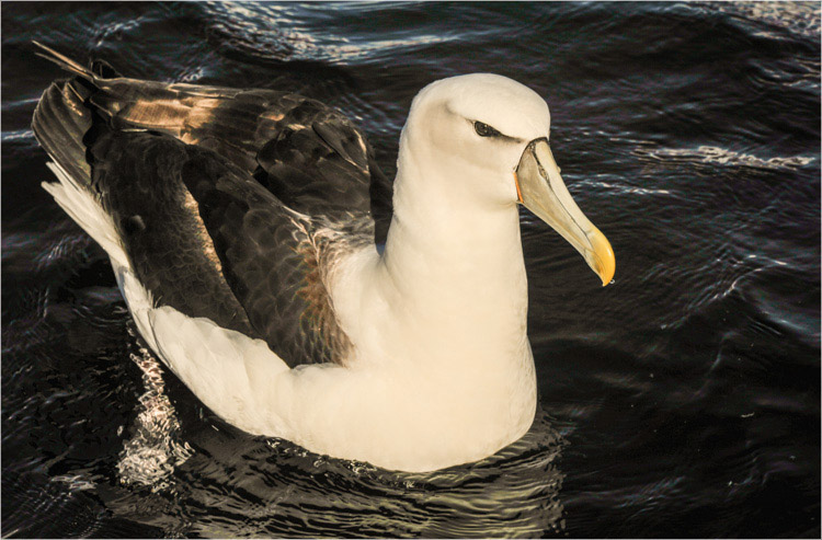 Mollymawk-1. Stewart Island