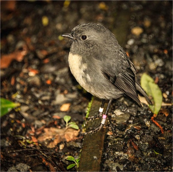 Stewart Island Robin -2. Ulva Island, Stewart Island