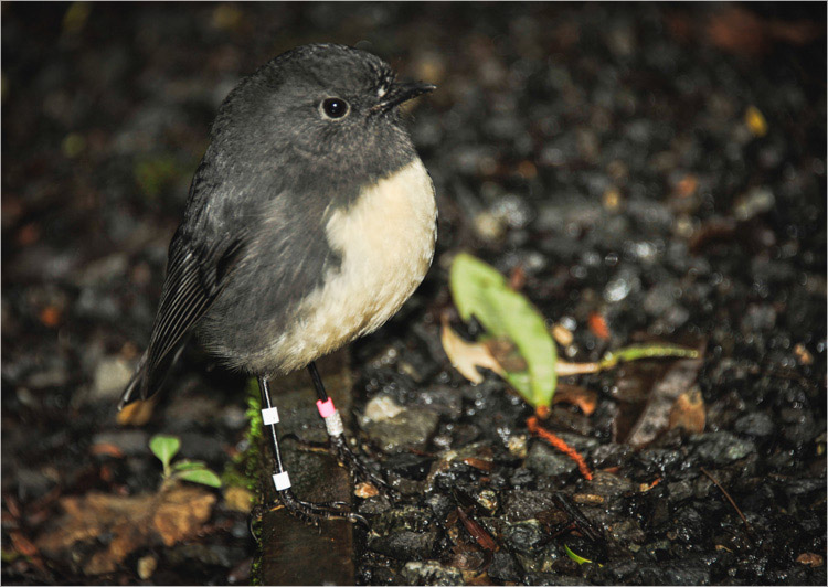 Stewart Island Robin-1. Ulva Island, Stewart Island