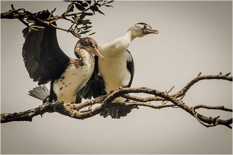 Shags. Mother & Young. Mount Maunganui.