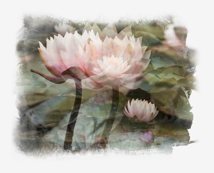 Water Lily Chorus
