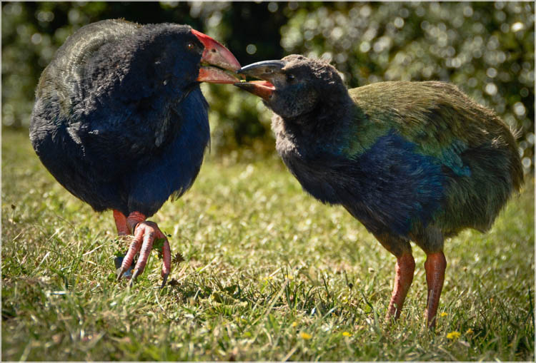 Takahe & Chick -2. Tiri Tiri Matangi, NZ