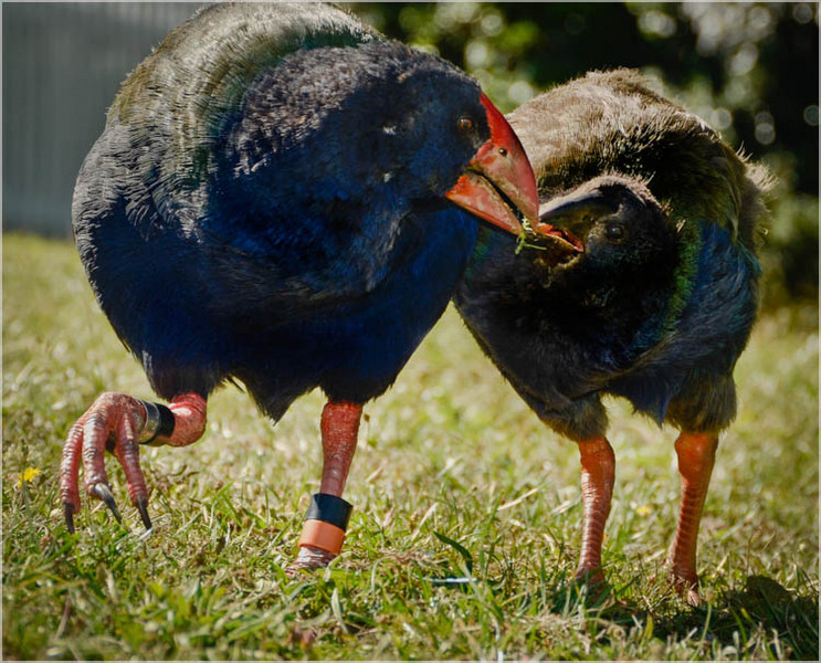 Takahe & Chick -1. Tiri Tiri Matangi, NZ