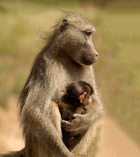 'Baboon & Baby' Kruger Park SA