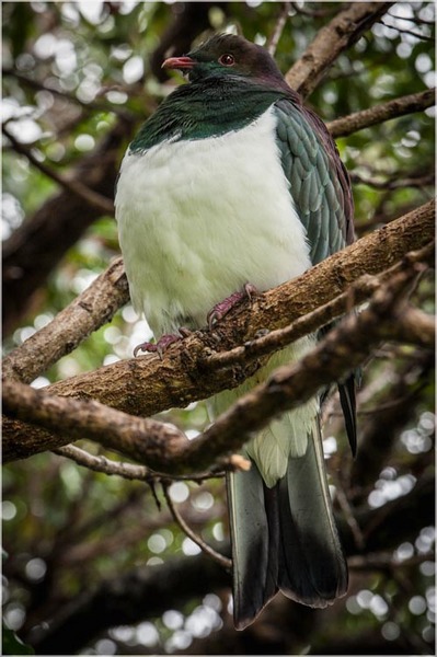 Kapiti Island