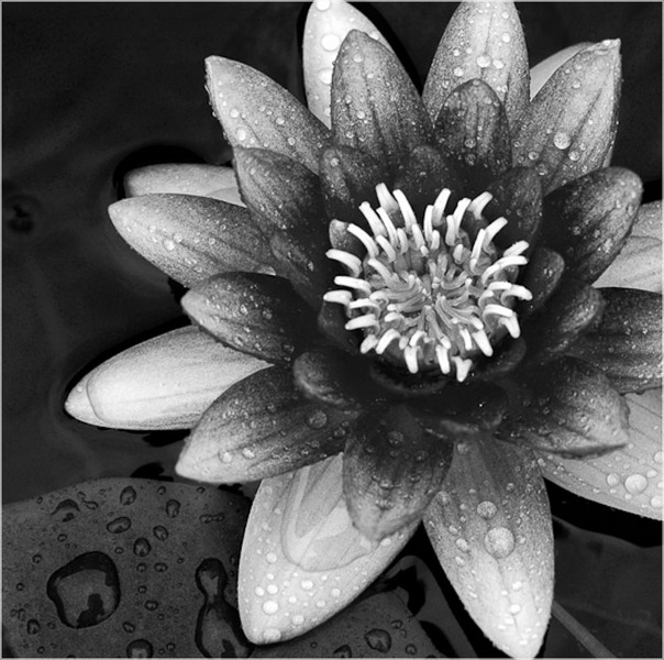Water Lily