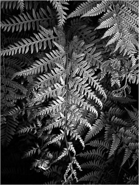 New Zealand Fern