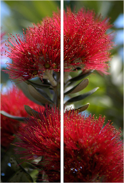 Pohutakawa Red