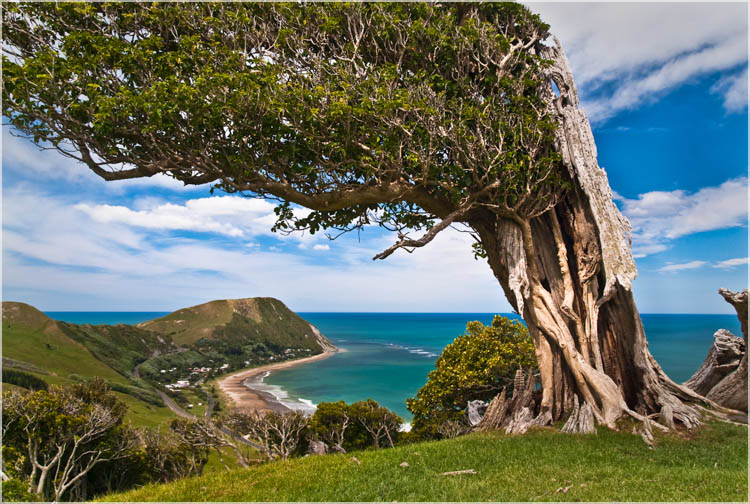 "Farmland Above Makarori Beach", Gisborne, NZ. Published in "Eye On The Landscape" New Zealand " 