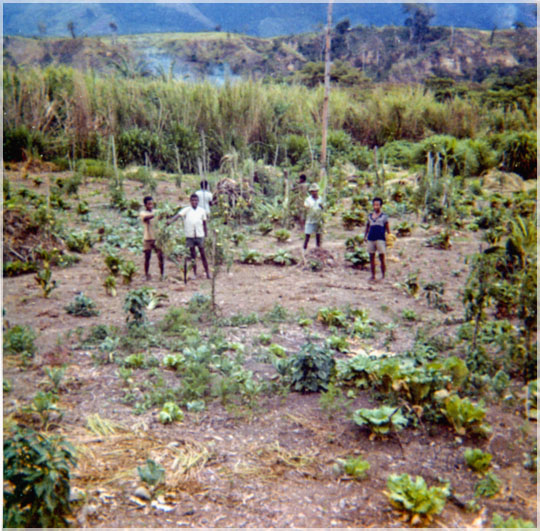 Wau-Highlands. Vege gardens-1