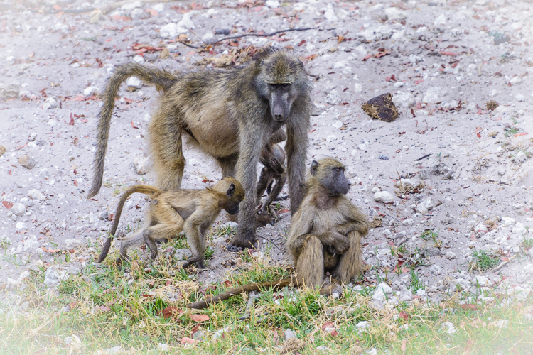 Baboon Child Dicipline-1
He had been annoying the little one.