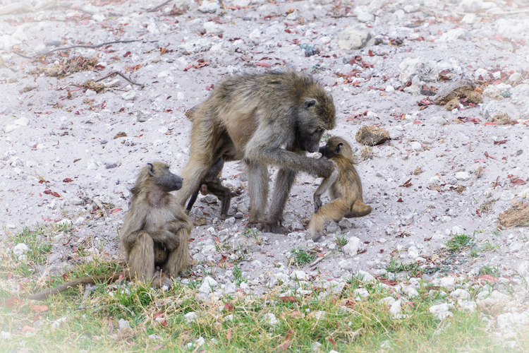 Baboon Child Dicipline-2
Getting told off.