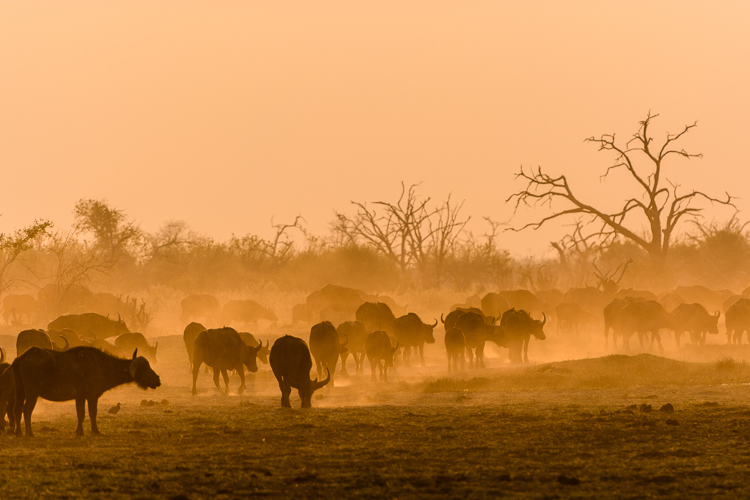 Buffalo herd