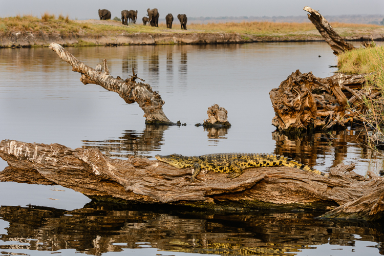 On the Chobe River with Elephants on the Riverside