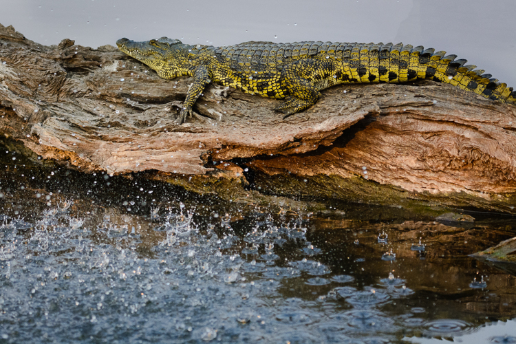 Crocodile on the Chobe River
