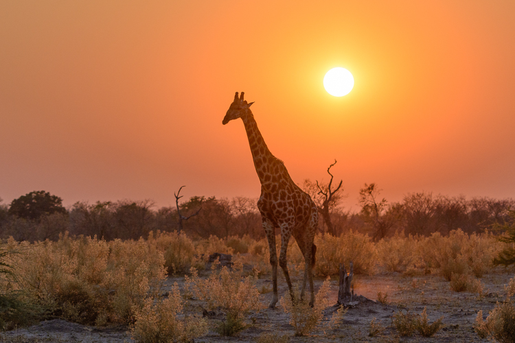 'Good Morning Giraffe'
North Shore Salon of Photography 2014.
