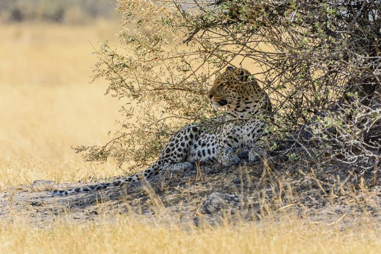 Leopard. Kwhai, Botswana