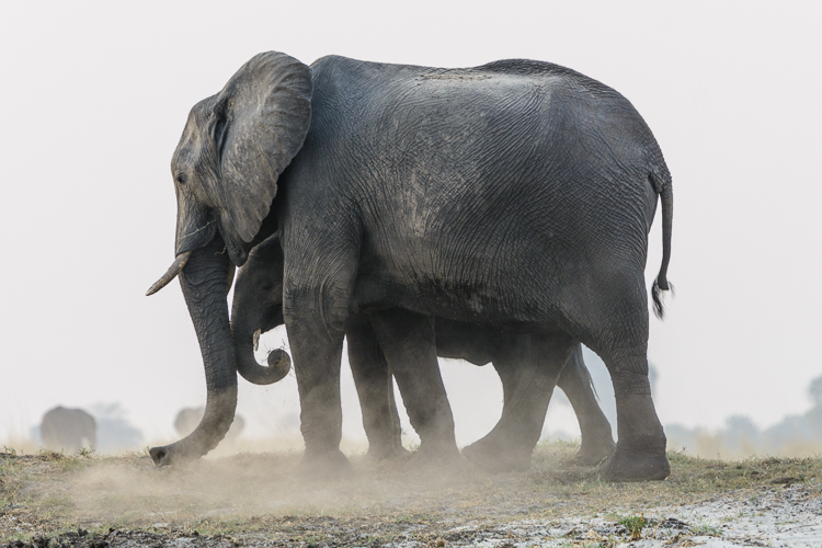 Elephant and young dusting themselves