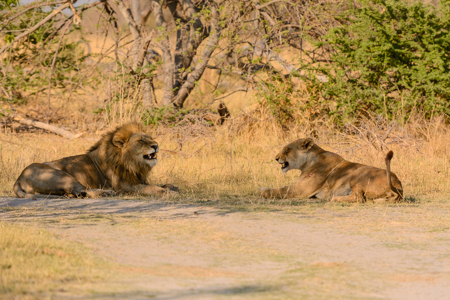Dating Lions