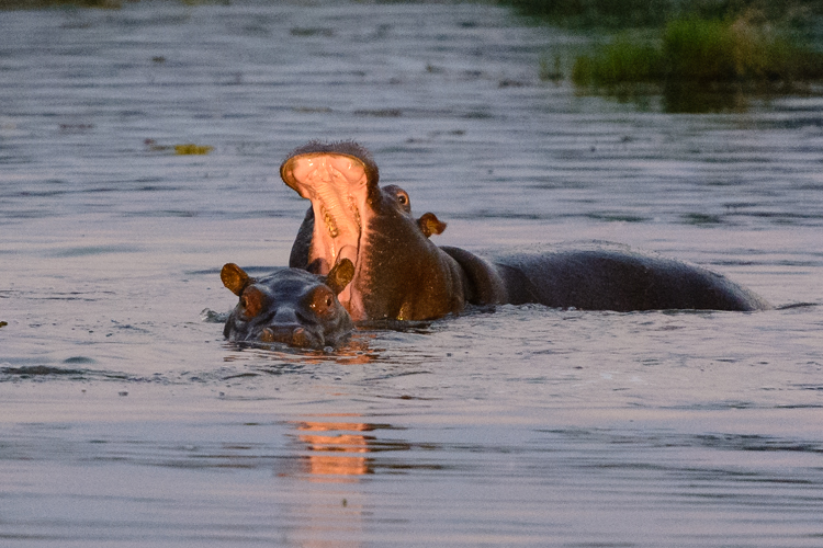 Hippos yawning