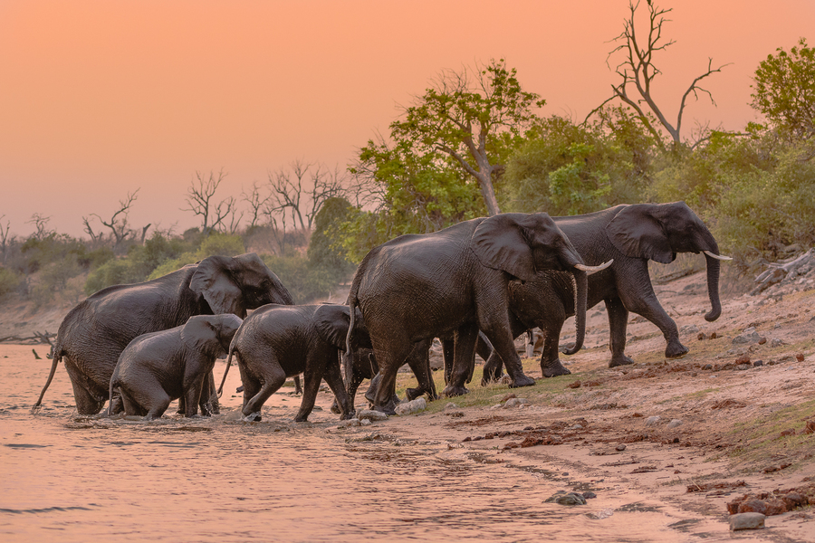 "Elephants Crossing Chobe River"
PSNZ National Exhibition (Natex) 2015 Accpetance.
