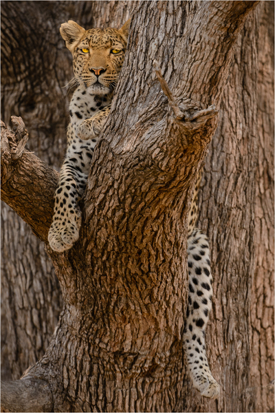 "Leopard In Tree "
North Shore Salon of Photography 2015
Acceptance - Prints
